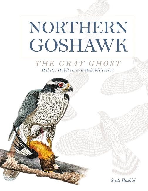 Northern goshawk, the gray ghost - habits, habitat, and rehabilitation